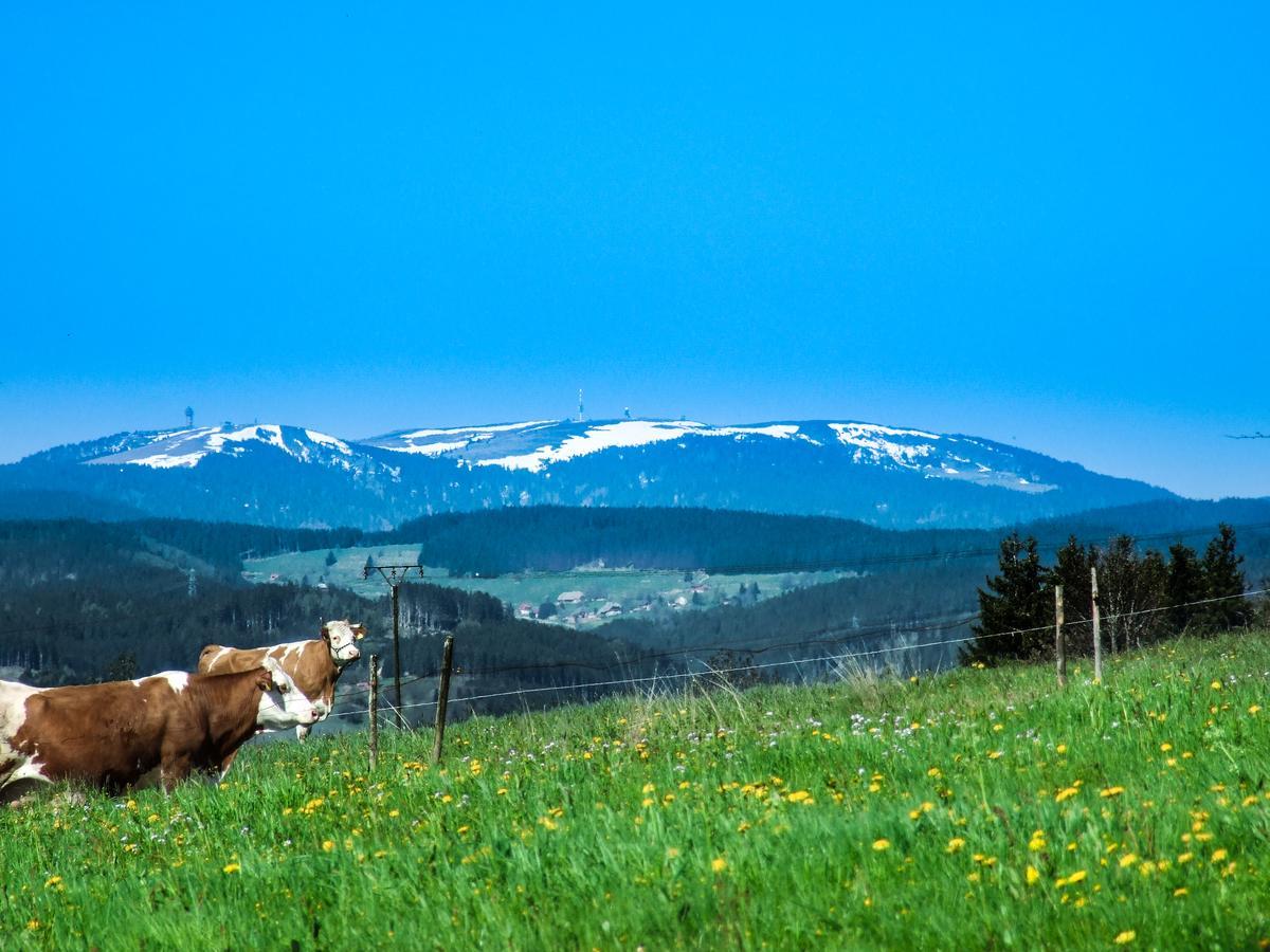 Landgasthof Alpenblick An Der Wutachschlucht Suedschwarzwald 로핀겐 외부 사진